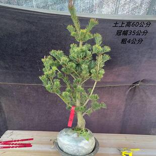 九重大阪松五针松盆景树桩矮霸造型四季常青耐寒耐热实物老桩短针