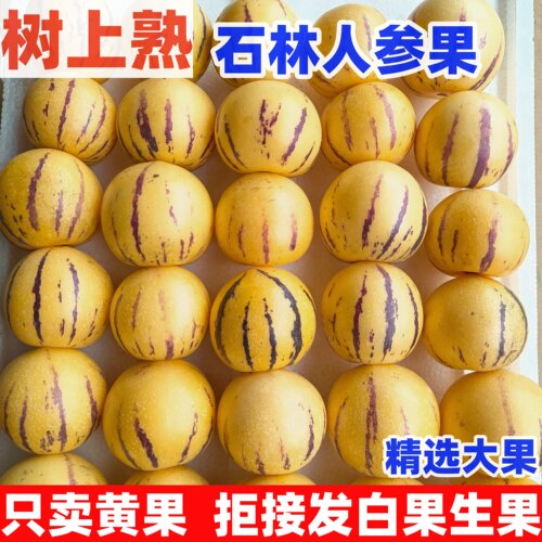 云南石林树上熟人参果人生果水果圆果大果新鲜现摘黄肉黄心人叁果