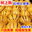 云南石林樹上熟人參果人生果水果圓果大果新鮮現(xiàn)摘黃肉黃心人叁果