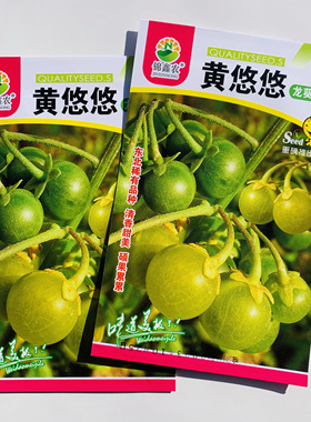 黄优优龙葵草种子东北品种清香味甜黄色龙葵种子皮薄阳台庭院k