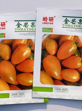 金芒果小番茄种子橘黄色圣女果樱桃小番茄无限生长型特色蔬菜k