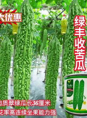 绿丰收苦瓜种子杂交品种靓绿色苦瓜高产大面积四季用种D