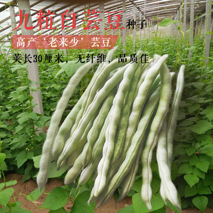 九粒白芸豆种子种籽四季豆梅豆紫架豆农家四季春秋季播种蔬菜种孑