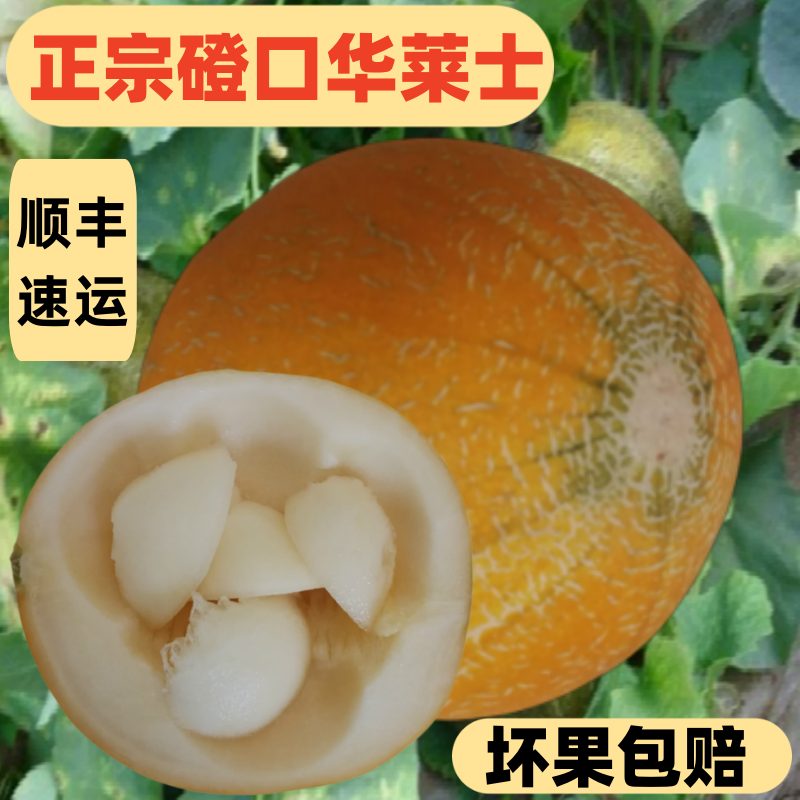 磴口华莱士蜜瓜内蒙当季新鲜时令水果甜瓜现摘现发巴盟香瓜哈密瓜