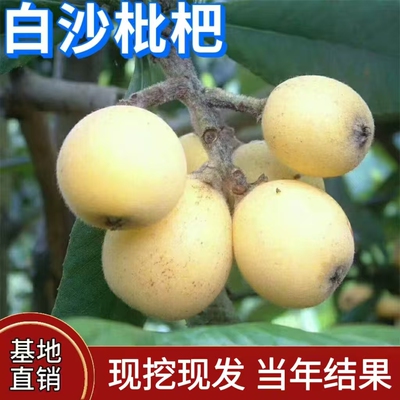 白沙枇杷苗嫁接庭院地载树苗