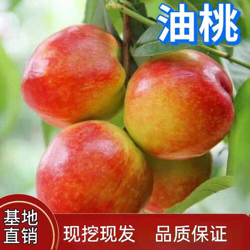 油桃树果苗地载盆栽树南北方庭院阳台种植活苗嫁接苗脆甜当年结果