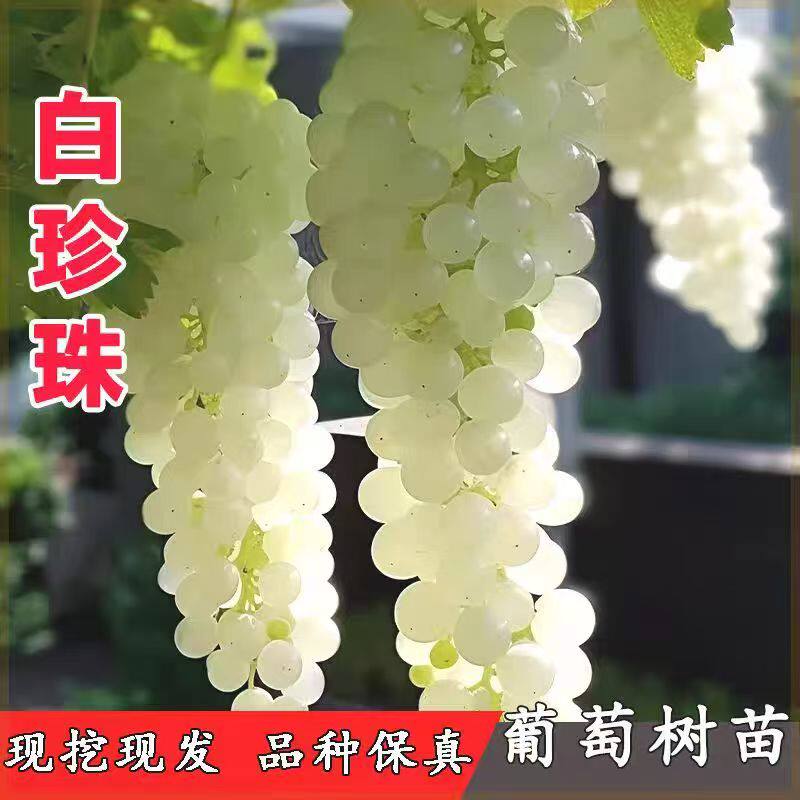 稀有品种白珍珠葡萄苗迷你水晶葡萄树苗耐寒无籽庭院阳台盆栽地栽