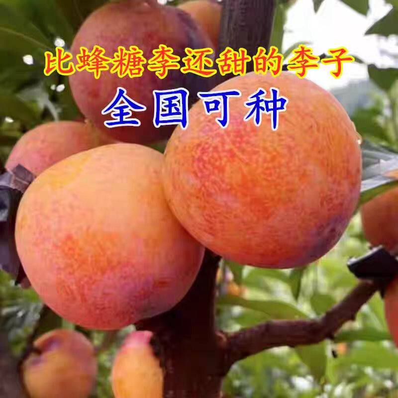 优瑞卡蓝莓果苗特大蓝莓树苗南方北方种植盆栽地栽优瑞卡蓝莓树苗