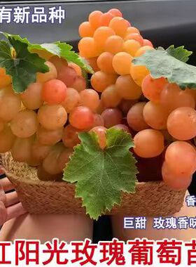红色阳光玫瑰葡萄苗嫁接无籽红夏音葡萄树苗庭院爬藤果苗当年结果