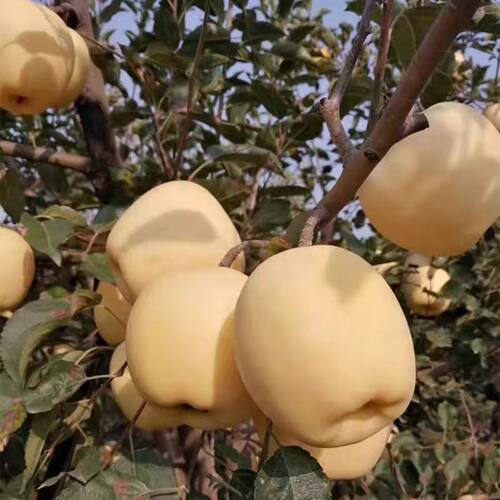 嫁接特大黄元帅苹果树果苗面苹果树苗果树活苗南北方种植当年结果