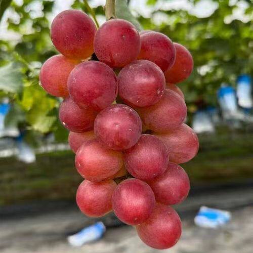 新品种罗马红宝石葡萄苗日本石川大果脆甜葡萄树苗耐寒爬藤果树苗