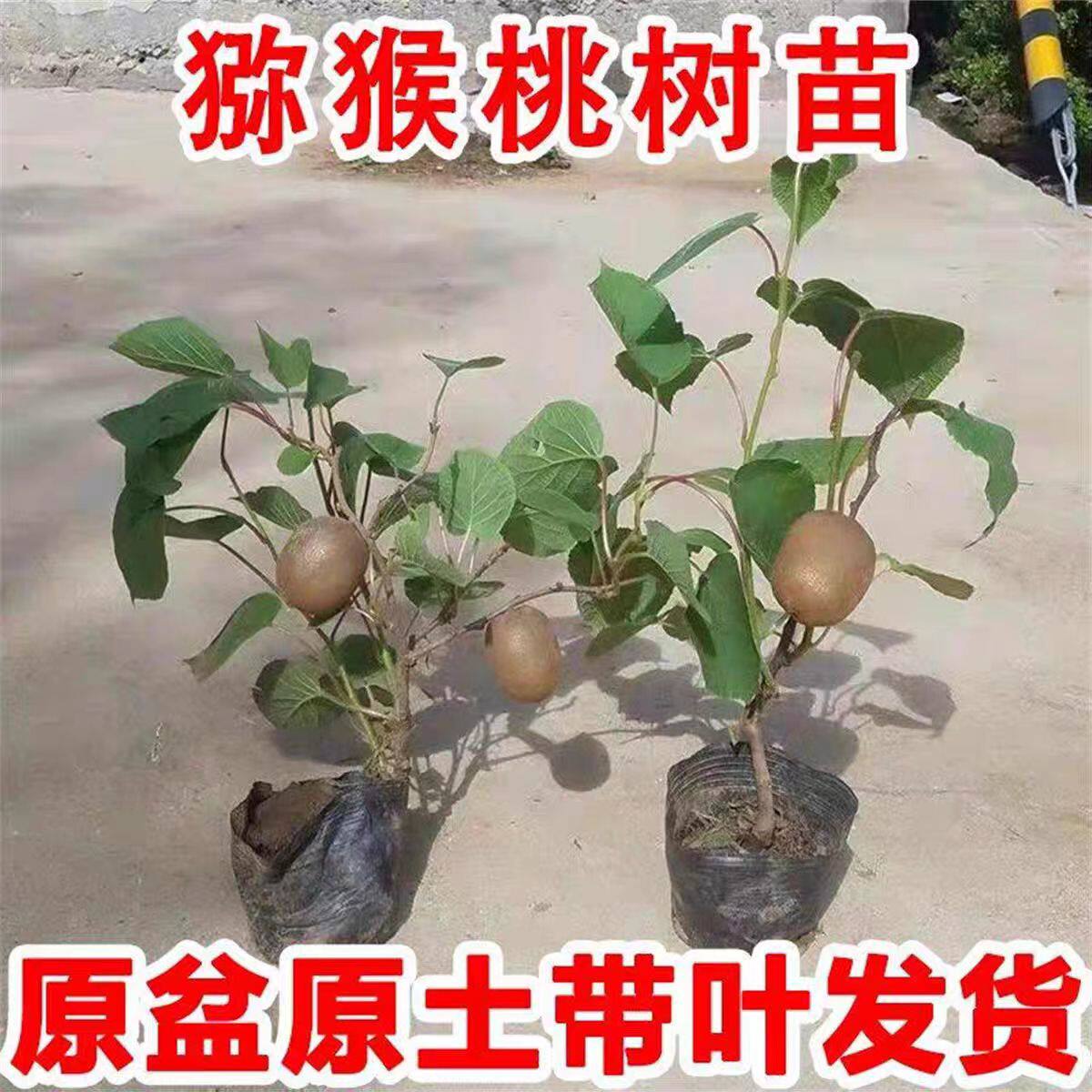 嫁接猕猴桃苗红心徐香软枣猕猴桃苗地栽当年结果南北方种植果树苗图片