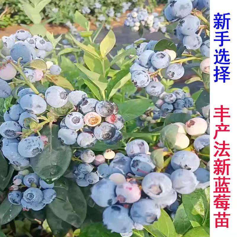 脆甜法新蓝莓树果苗特大号丰产南高丛蓝莓苗南方北方种植盆栽地栽