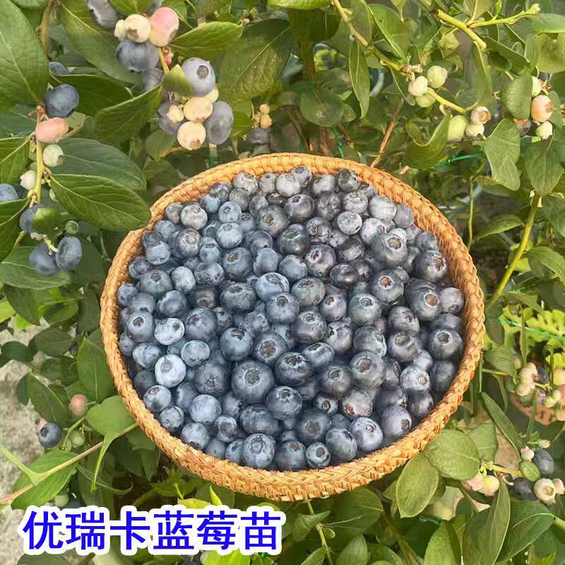 脆甜大果优瑞卡蓝莓树果苗特大号蓝莓苗南方北方种植盆栽地栽果苗