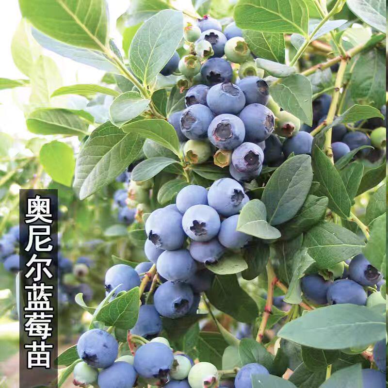 脆甜大果奥尼尔蓝莓树果苗特大号丰产蓝莓苗南方北方种植盆栽地栽