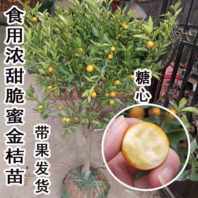 纯甜食用脆蜜金桔树树苗盆栽地栽南方北方小桔子果苗四季金桔树苗