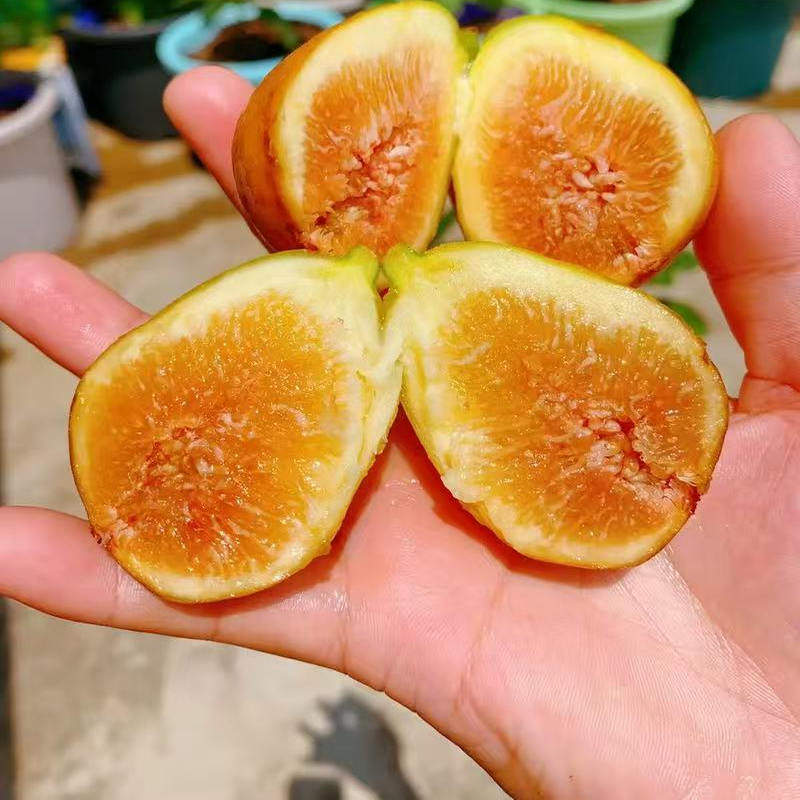 布兰瑞克无花果苗果树南方北方地栽盆栽特大矮化无花果苗嫁接大果