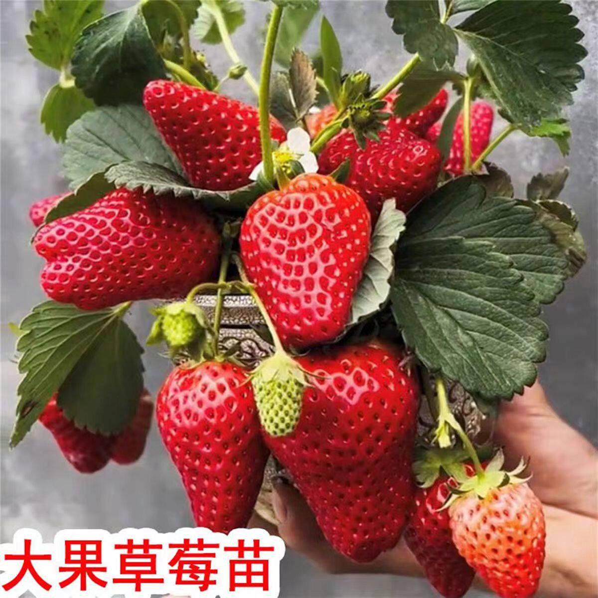 四季奶油草莓苗带土穴盘苗当年结果新鲜红颜草莓秧苗阳台种植结果