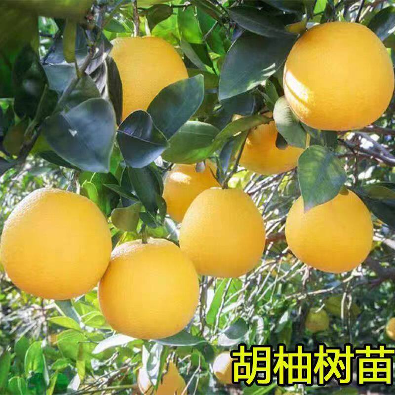 嫁接小果柚子树果苗胡柚苗树大树南方北方种植庭院果树柚子果苗图片