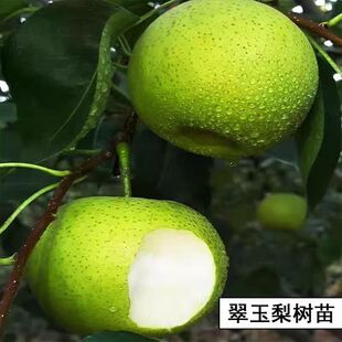 早熟青皮梨树苗嫁接518翠玉梨树果苗梨树活苗南方北方种植果树苗