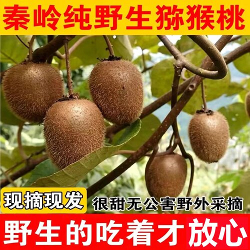 【纯野生】陕西周至秦岭野生猕猴桃新鲜水果绿心猕猴桃整箱