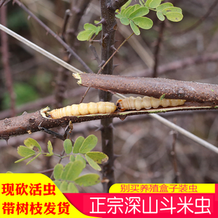 正宗新鲜斗米虫[野生活体]/云实蛀虫/倒督黄狼虫/黄寮狼虫带树枝