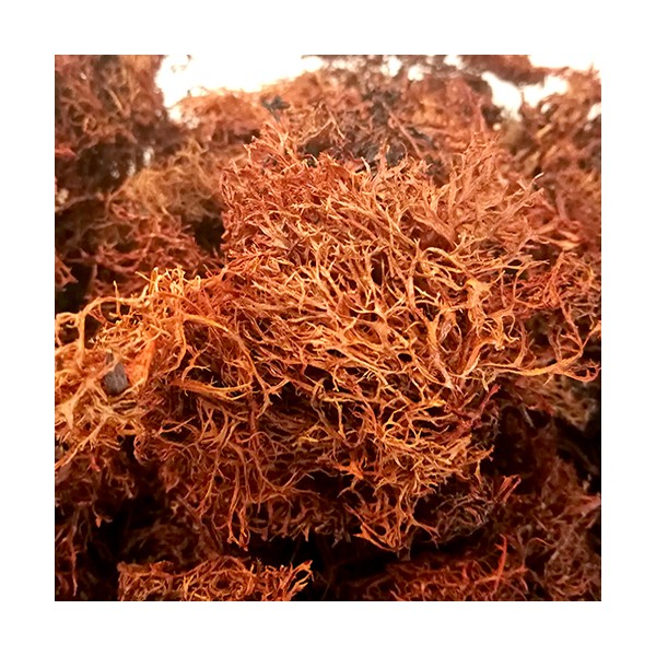 云南土特产树花菜干菜山货野生菌 农家野味包邮 250g