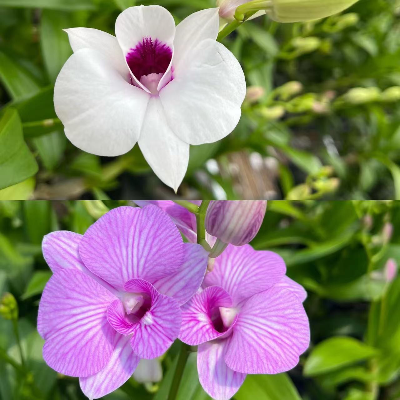 秋石斛原盆带花绿植盆栽