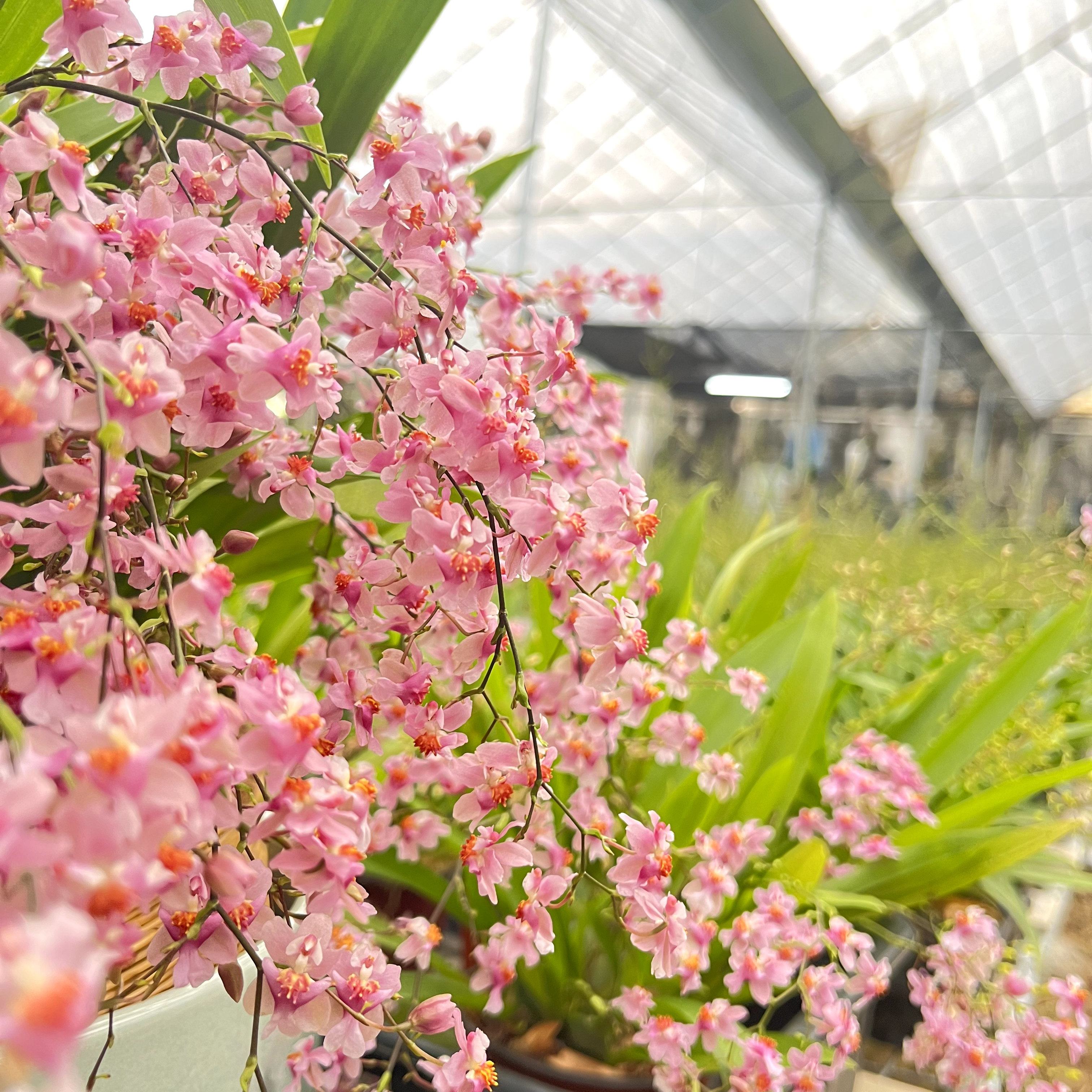 文心兰梦香带花苞浓香