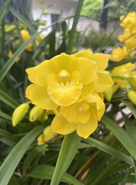 【黄金美人】高端浓香型青苗黄色大花摆件室内好养易活兰花盆栽