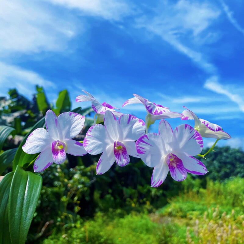 秋石斛带花苞原盆原土图片