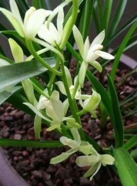 【铁骨素兰】建兰四季兰浓香型白色素花花苗好养易活花卉绿植