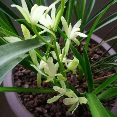 【铁骨素兰】建兰四季兰浓香型白色素花花苗好养易活花卉绿植