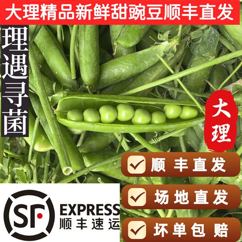 顺丰直发大理精品新鲜现摘新鲜甜豌豆带壳现摘现发高海拔甜豌豆