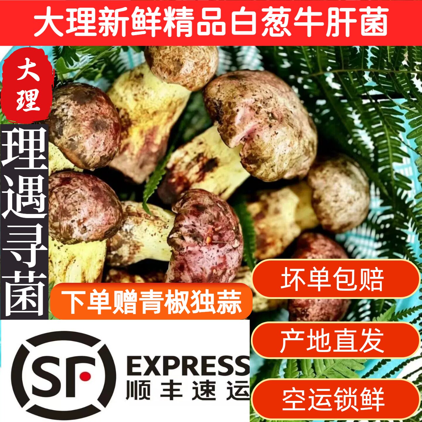 2026云南大理野生白葱牛肝菌