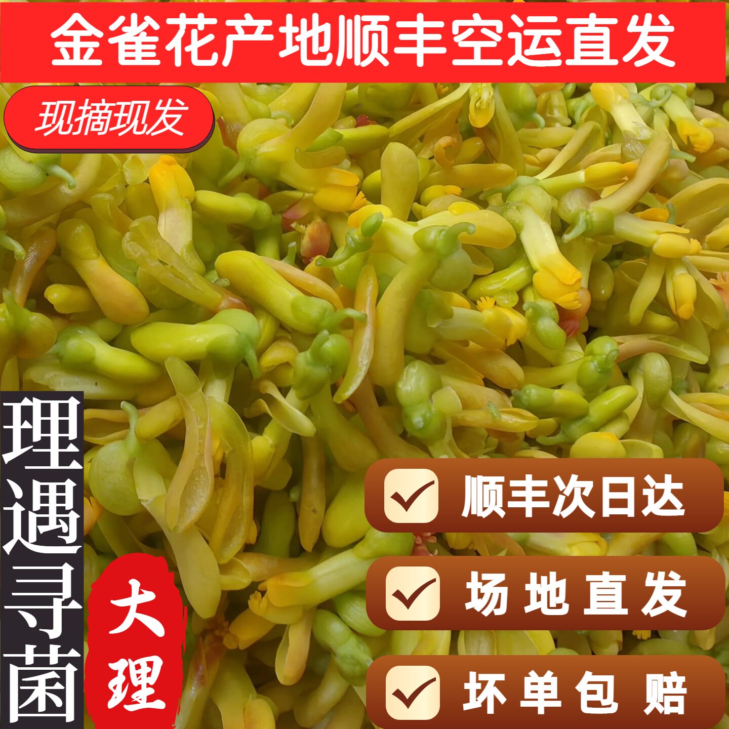 大理现摘空运金雀花食用鲜花