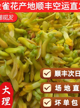 大理现摘空运金雀花食用鲜花