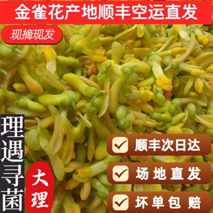 【顺丰】大理本地新鲜空运金雀花云南特产阳雀花食用鲜花野花