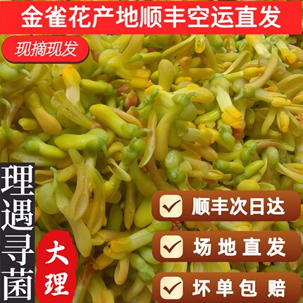 现摘现发大理本地新鲜空运云南金雀花云南特产阳雀花食用鲜花野花