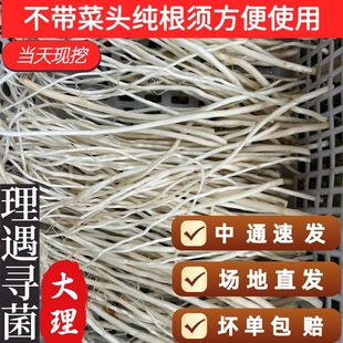 云南大理新鲜撇菜根瓦味鸡脚配料佤味苤菜根大韭菜根不带菜头纯须