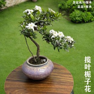 附石栀子花牡丹达摩水横小叶悬崖造型庭院室内绿植盆景盆栽