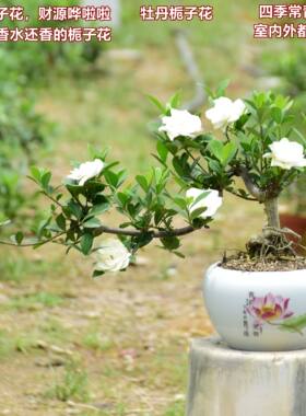 室内外都可种植四季常青馥郁芬芳