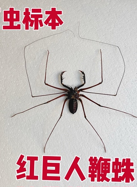 红巨人鞭蛛真昆虫甲虫标本素材手工创意小众礼物科普教具收藏