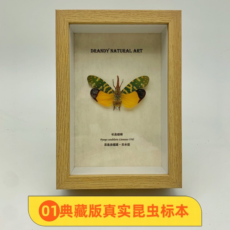 真实昆虫标本龙眼鸡长鼻蜡蝉家居摆件装饰创意生日礼物女生闺蜜