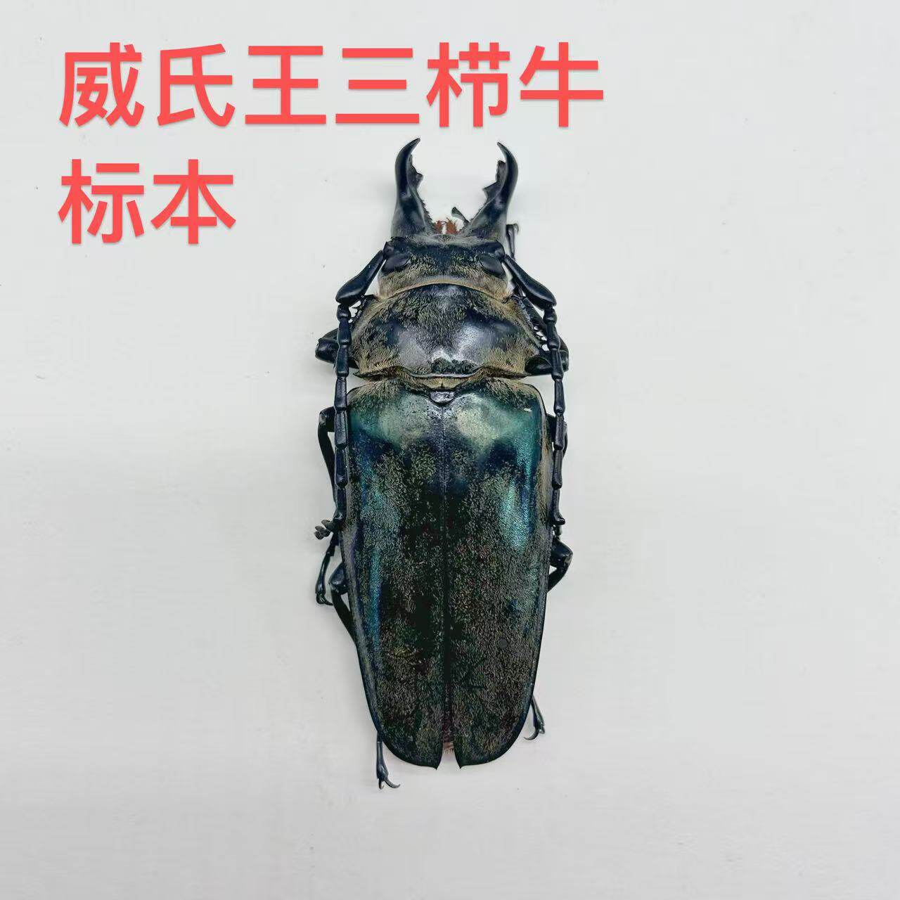 威氏王三栉牛真昆虫甲虫标本素材手工创意小众礼物科普摆件