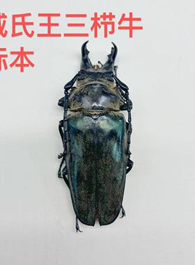 威氏王三栉牛真昆虫甲虫标本素材手工创意小众礼物科普摆件