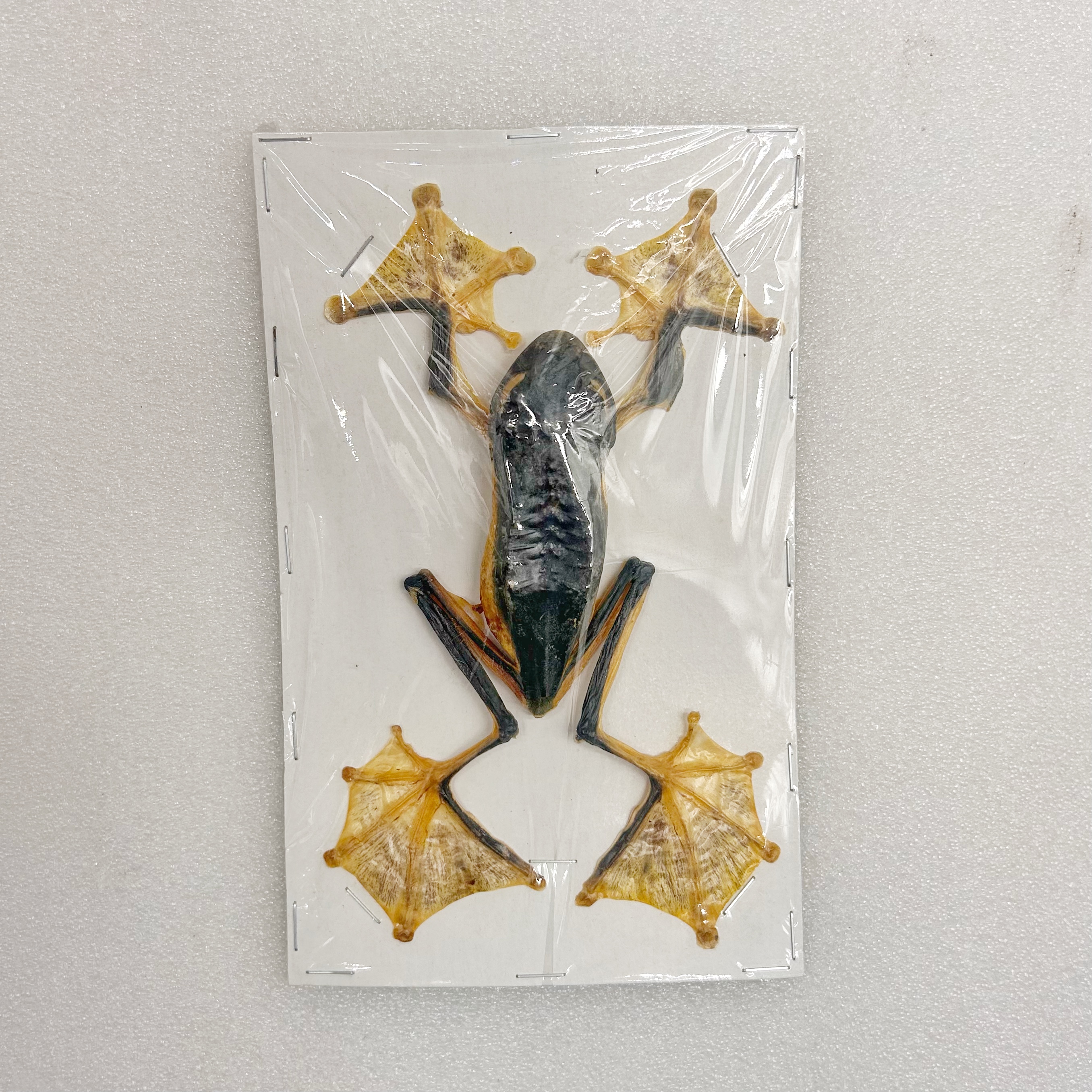 树蛙青蛙真昆虫蝴蝶塑化标本素材手工创意小众礼物科普教具收藏