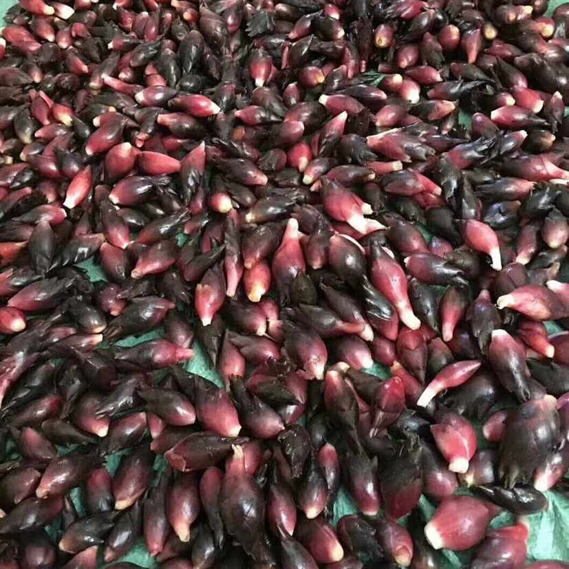 贵州遵义新鲜现挖现发洋荷姜农家自种阳荷新鲜洋火阳合蔬果阳荷姜