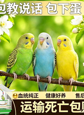 虎皮鹦鹉可学说话宠物鸟活鸟小型活体可下蛋可繁殖公母一对真鸟