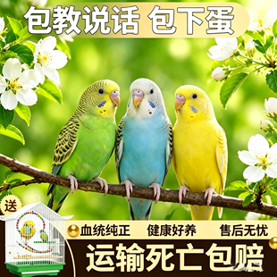 虎皮鹦鹉可学说话宠物鸟活鸟小型活体可下蛋可繁殖公母一对真鸟